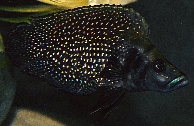 Altolamprologus calvus 'Black Pectoral'